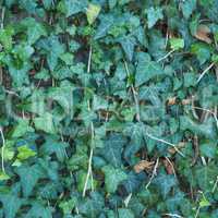 seamless green ivy texture background