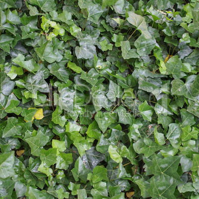 seamless green ivy texture background