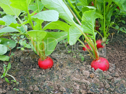 Red radish grows in the soil