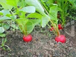 Red radish grows in the soil