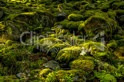 Stony forest floor with moss
