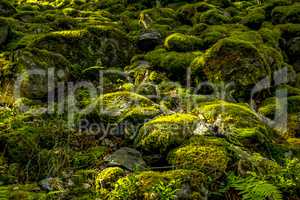 Stony forest floor with moss