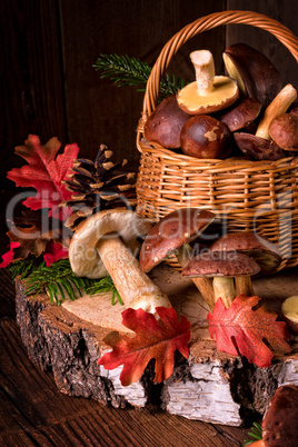 forest mushroom collections