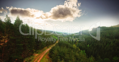 Dirt road amidst trees at forest