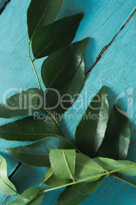 Curry leaves on wooden table