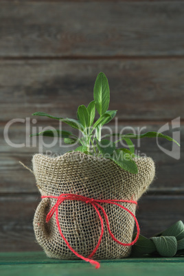 Basil plant in jar