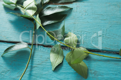 Curry leaves on wooden table