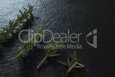Rosemary herb on black background