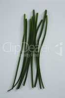 Garlic chives on white background