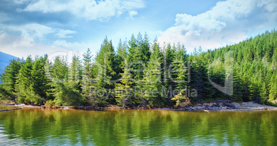 Trees growing by river during sunny day