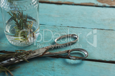 Rosemary and scissors on wooden table