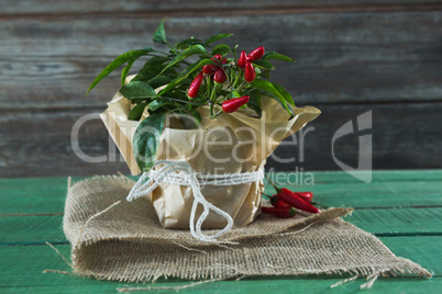 Chilli plant in jar