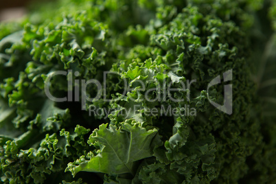 Close-up of fresh kale