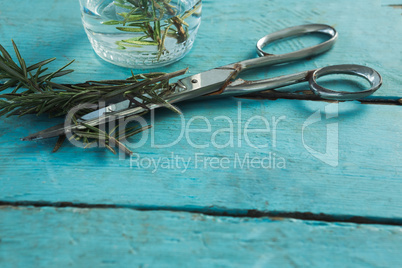 Rosemary and scissors on wooden table