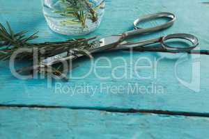 Rosemary and scissors on wooden table