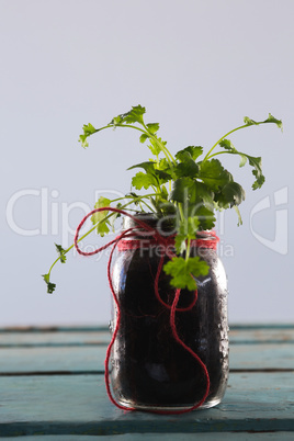 Coriander plant in jar