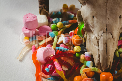 Close up of animal skull with various candies