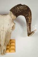 High angle view of animal skull with chocolate