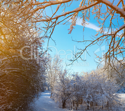 winter landscape