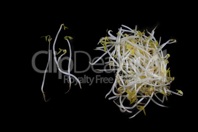 fresh bean sprouts