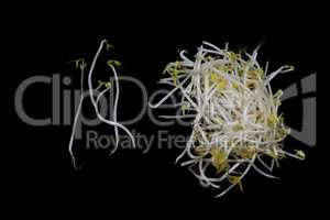 fresh bean sprouts