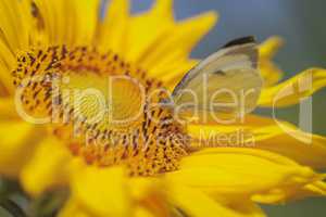 Sonnenblume - Kohlweißling