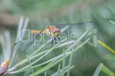 Große Heidelibelle - Sympetrum striolatum