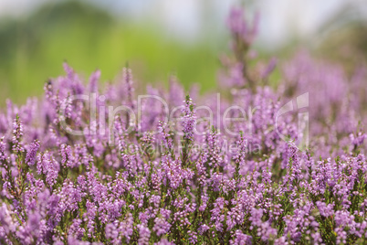 Heidekräuter - Erica - Detailaufnahme