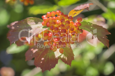 Gemeiner Schneeball - Viburnum opulus - Beeren