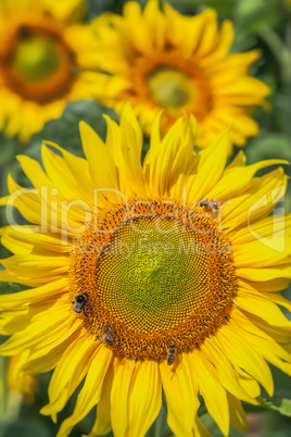 Sonnenblume - Bienen