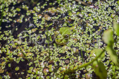 Teichfrosch - Wasserlinsen