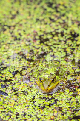 Teichfrosch zwischen Wasserlinsen