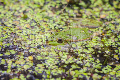 Teichfrosch zwischen Wasserlinsen