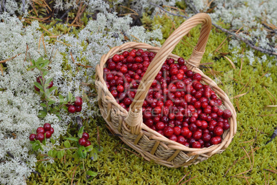 Preiselbeeren