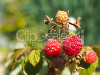 Close up of a rasberry fruit