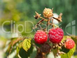 Close up of a rasberry fruit