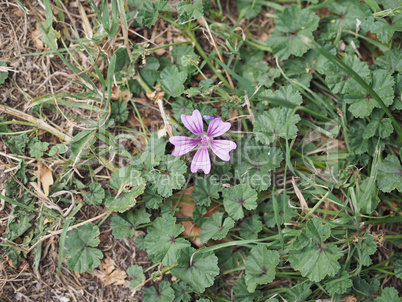 purple malva flower