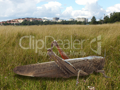 grasshopper insect animal in the grass