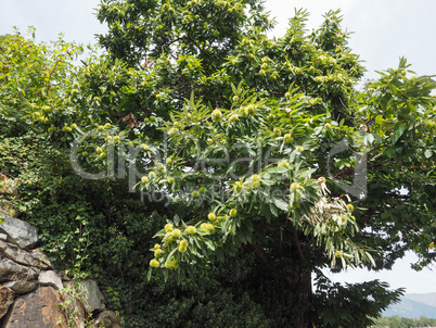 chestnut tree with fruits