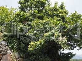 chestnut tree with fruits