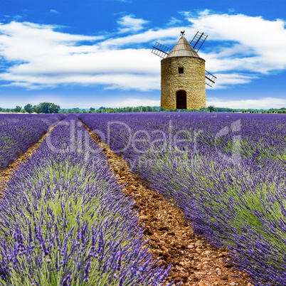 Moody lavender field in southern France