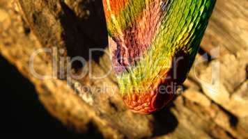 Colorful Hybrid Snake