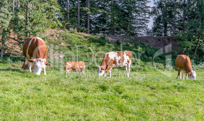 dairy cows