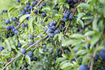 Blackthorn shrub