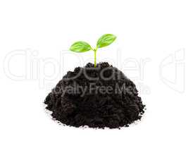 Small green plant sprout leaf growth at dirt soil heap