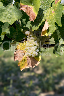 Close up of white grape fruit (welschriesling)