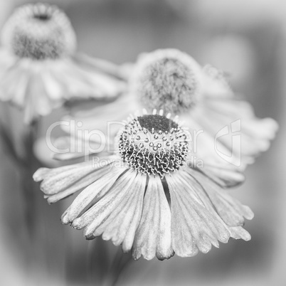 Sonnenbraut, Helenium