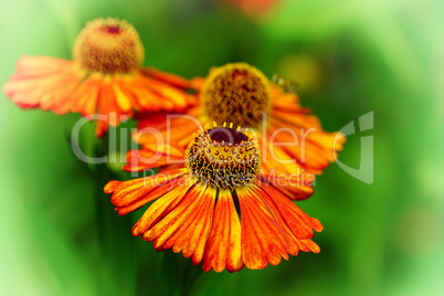 Sonnenbraut, Helenium