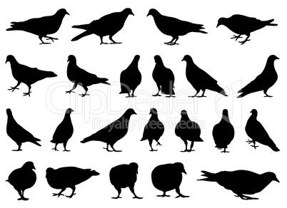 Illustration of different doves