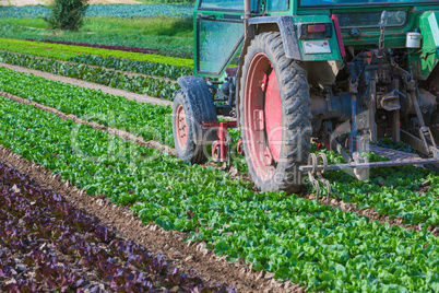 agriculture with salad and tractor